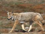 Coyote | The Examiner News