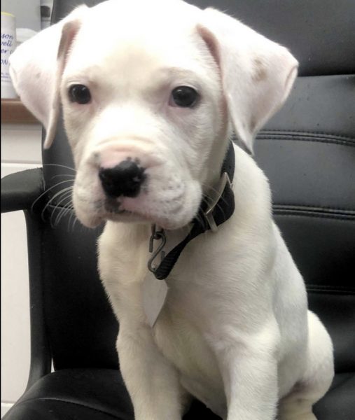 SPCA | The Examiner News