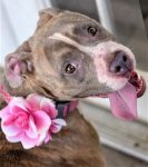 Pet of the Week