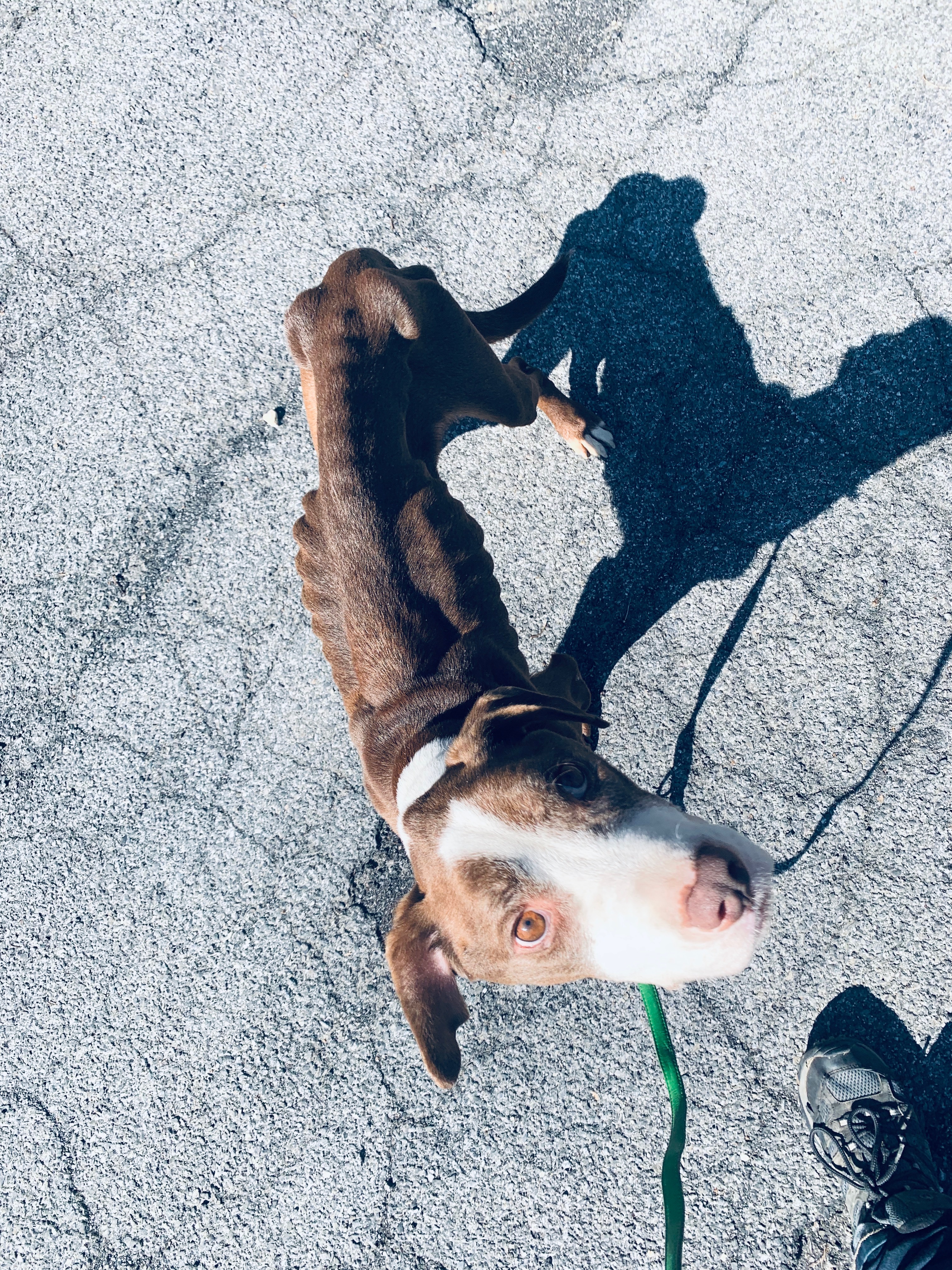 Spca Investigating Emaciated Dogs Found In Putnam Valley The Examiner News Spca Investigating Emaciated Dogs Found In Putnam Valley The Examiner News