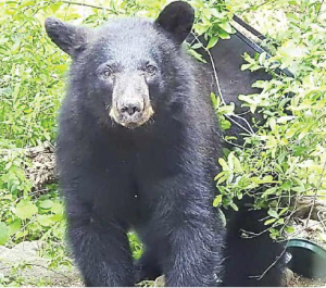 BlackBear | The Examiner News