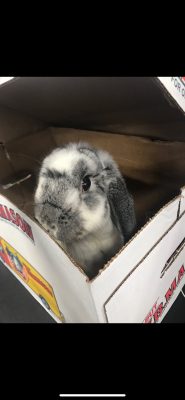 2020 PUT 0908 Neglected Rabbit | The Examiner News