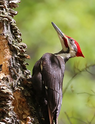 woodpecker1-12-21 | The Examiner News