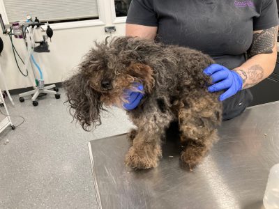 Kent store county spca