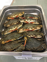 soft-shell crab in westchester county