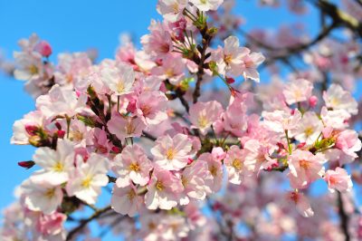 Peekskill Cherry Blossom Festival