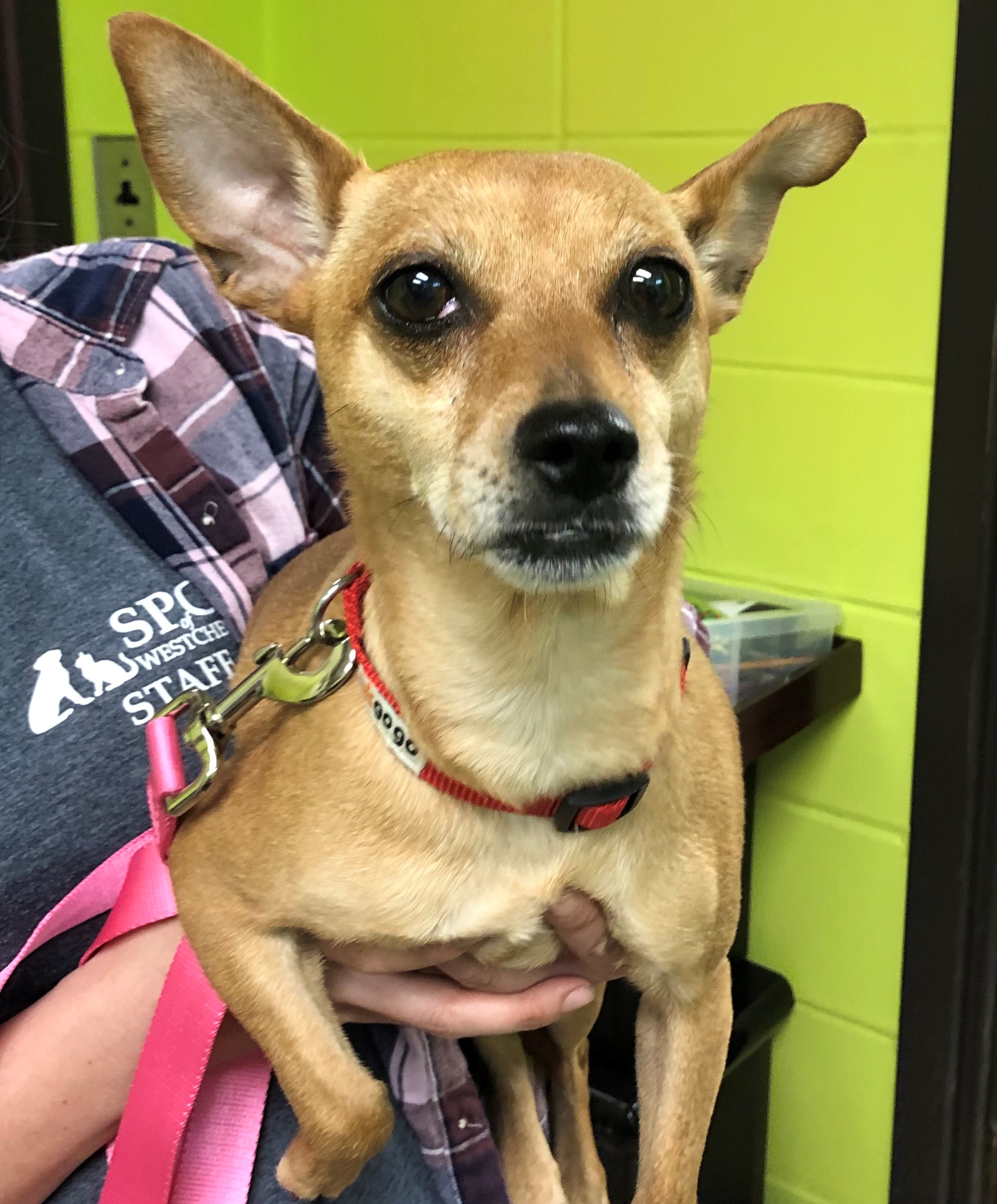 Spca Of Westchester Helps Dog Dumped In Sealed Garbage Bag Spca Of Westchester Helps Dog Dumped In Sealed Garbage Bag