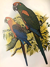 red-fronted Macaw