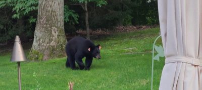 Black Bear 