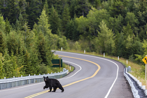 A black bear crossing the road 