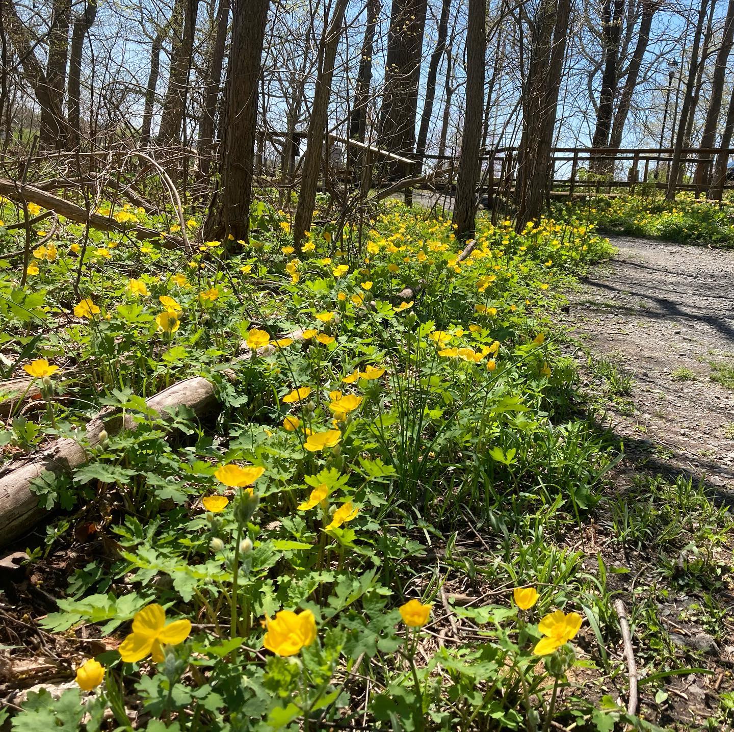 May be an image of flower and nature