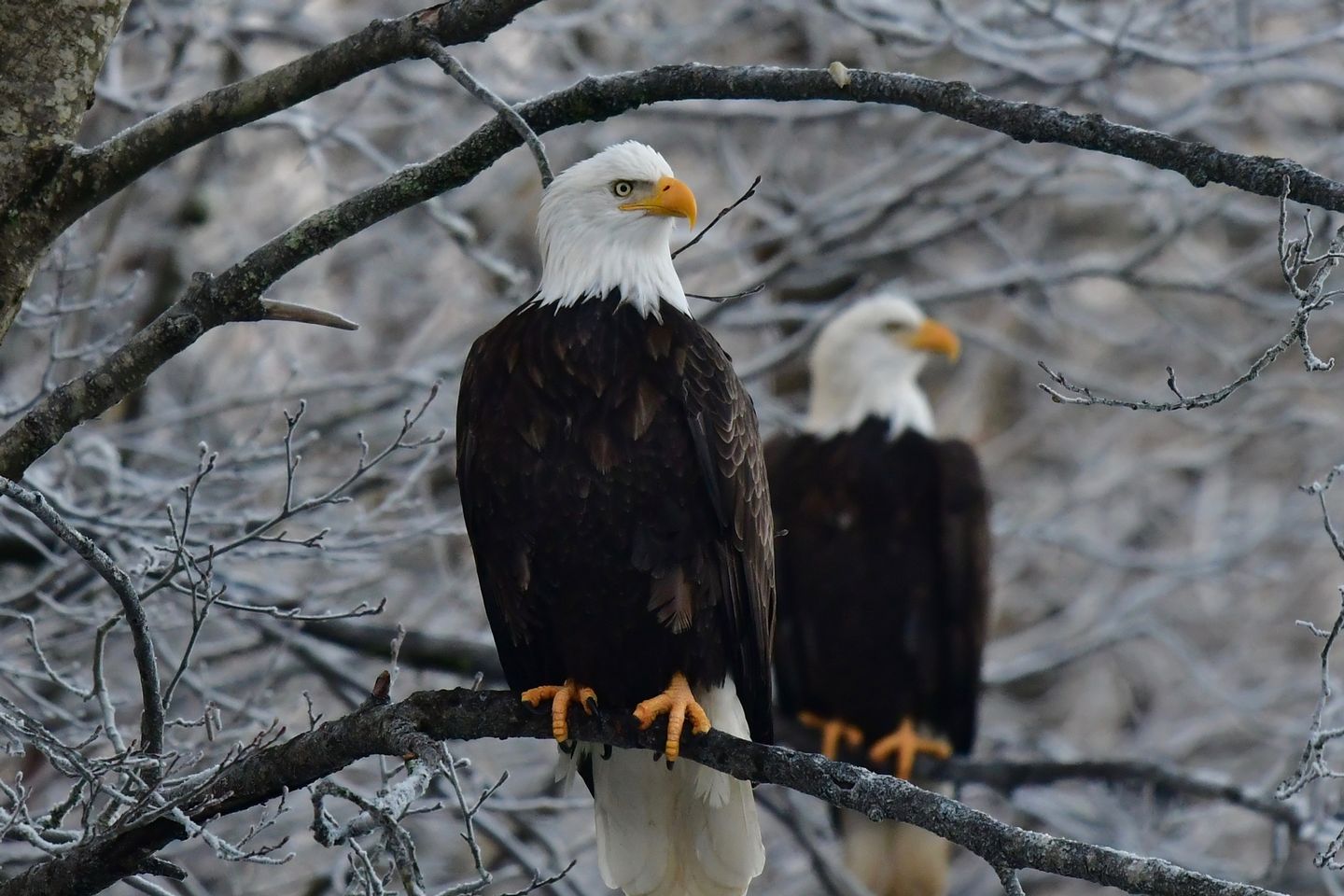 May be an image of bird and nature