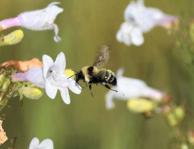 Bombus fervidus