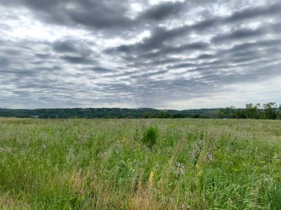 Grassland and sky