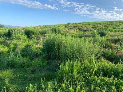 grassland-invaders-2 | The Examiner News grassland invaders