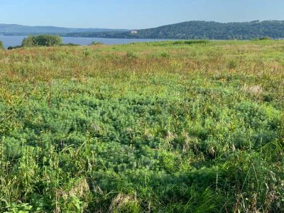 grassland invaders