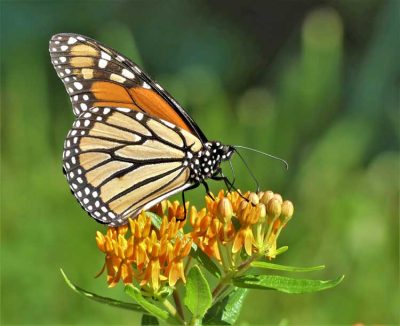 monarch butterflyweed