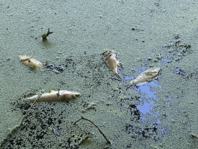 880 Gedney Pond Fish Kill pic | The Examiner News
